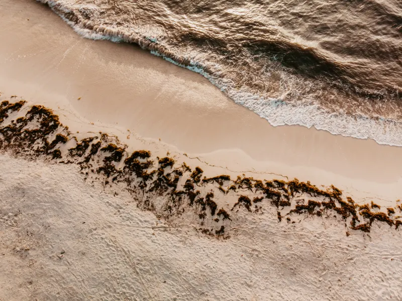 In this humorous tale from ContentCrafter Inc., the team encounters a multilingual parrot in the Amazon rainforest. The Collectors, Jenna and Marco, navigate amusing challenges, including a parrot haggling at a market and a toucan hijacking a drone.