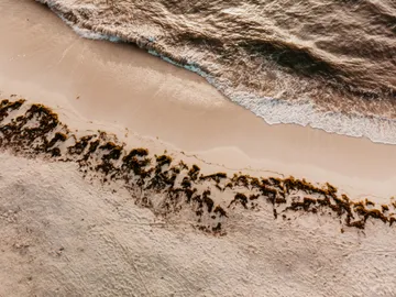 In this humorous tale from ContentCrafter Inc., the team encounters a multilingual parrot in the Amazon rainforest. The Collectors, Jenna and Marco, navigate amusing challenges, including a parrot haggling at a market and a toucan hijacking a drone.